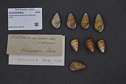 Naturalis Biodiversity Center - RMNH.MOL.239129 - Achatinella pulcherrima Swainson, 1828 - Achatinellidae - Mollusc shell.jpeg