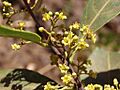 Ocotea aciphylla flowers