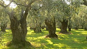 Archivo:Olive trees on Thassos