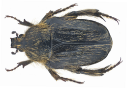Paleira femorata (Illiger , 1803) (16793307922).png