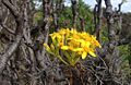 Pittocaulon praecox inflorescencia