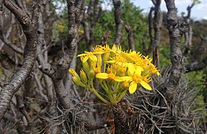 Archivo:Pittocaulon praecox inflorescencia