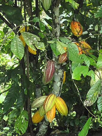 Planta de Cacao