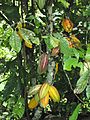 Planta de Cacao