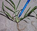Poaceae tillers and new shoot
