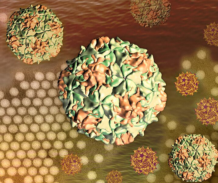 Polio Virus - 52287171002