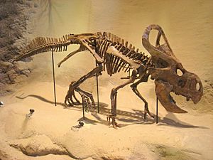Archivo:Protoceratops andrewsi - IMG 0691