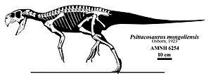 Archivo:Psittacosaurus