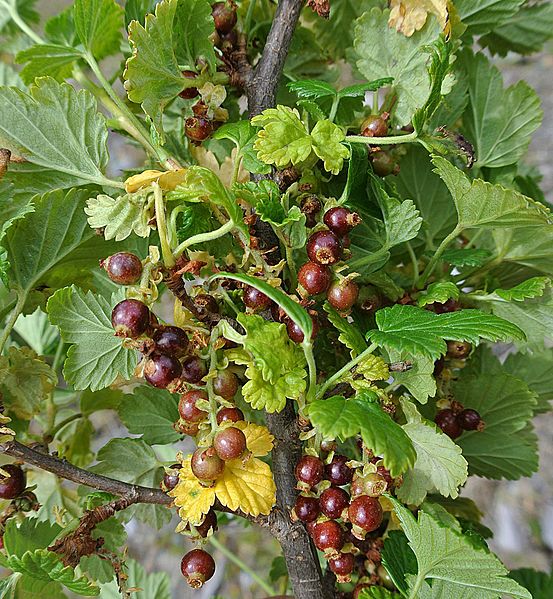 Ribes cucullatum - Flickr - Dick Culbert