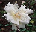 Rosa 'Rival de Paestum'