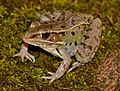Südlicher Leopardfrosch (Lithobates sphenocephalus), Vorderansich