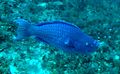 Scarus coeruleus in Madagascar Reef