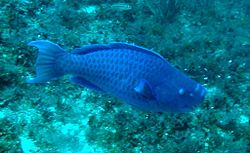 Scarus coeruleus in Madagascar Reef.jpg