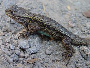 Archivo:Sceloporus grammicus male