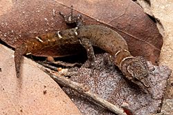 Sphaerodactylus perissodactylius MG 9513.jpg