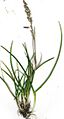 Starr 001026-8001 Poa pratensis
