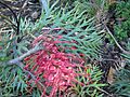 Starr 071024-0109 Grevillea banksii x bipinnatifida