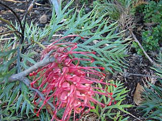 Starr 071024-0109 Grevillea banksii x bipinnatifida.jpg