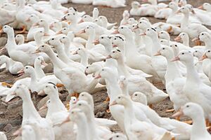 Archivo:Taiwanese duck farm