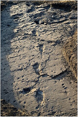 Test-pit L8 at Laetoli Site S.jpg