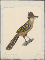 Archivo:Thamnophilus cinereus - 1824-1839 - Print - Iconographia Zoologica - Special Collections University of Amsterdam - UBA01 IZ16400391