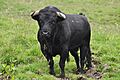 Toro De Lidia En Colombia