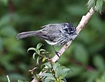Archivo:Tufted Tit-Tyrant