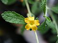 Tunera diffusa