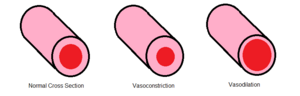 Archivo:Vasoconstriction and Vasodilation