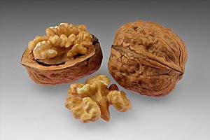 Archivo:Walnuts - whole and open with halved kernel