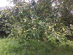 Archivo:Árbol en fructificación de Psidium guajava