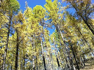 Archivo:Осенний лес в горах Восточных Саян, Бурятия, Россия