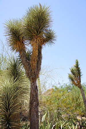 Archivo:2011-06-26 Phoenix, Desert Botanical Garden 043 Palma China (Yucca filifera)