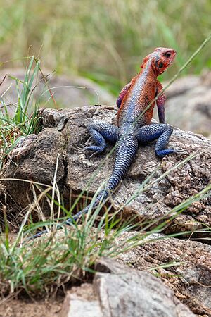 Archivo:Agama (Agama mwanzae), reserva natural Masái Mara, Kenia, 2024-05-20, DD 77