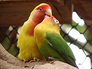 Archivo:Agapornis roseicollis and Agapornis fischeri (Wroclaw zoo)-2