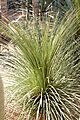 Agave stricta (Jardin Majorelle)