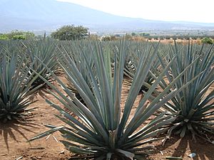 Archivo:Agave tequilana (Jay8085)