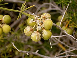 Archivo:Asparagus umbellatus (La Fajana) 09 ies