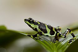 Atelopus limosus male, highland color form (1).jpg