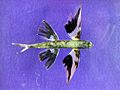 Band-wing flyingfish