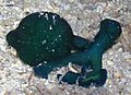 Bonélie (Bonellia viridis) PC301461
