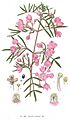 Boronia pinnata-Minchen