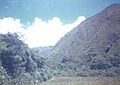 Bosque nativo de chirimoyos ecuatorianos