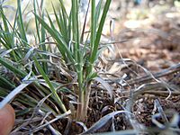 Archivo:Bouteloua gracilis (6243884823)