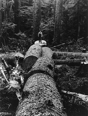 Archivo:Bucked Spruce
