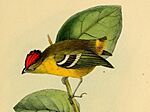 Archivo:Calyptura cristata (cropped)