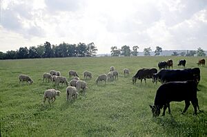 Archivo:Cattle and sheep