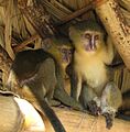 Cercopithecus lomamiensis Juv