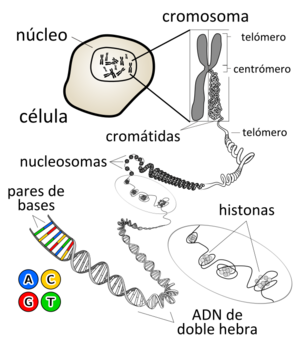 Archivo:Chromosome-es