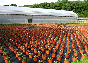 Archivo:Chrysanthemums in a plant nursery